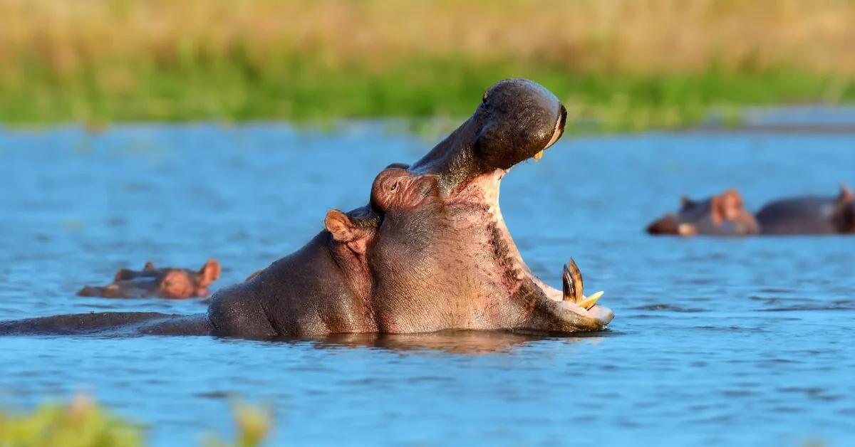 Tragedy on the Kenyan river: an enraged hippopotamus attacked people in a canoe, a 1-year-old girl died