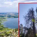 The Christmas tree that reached the Lithuanian record suddenly withered: a treacherous pest is suspected