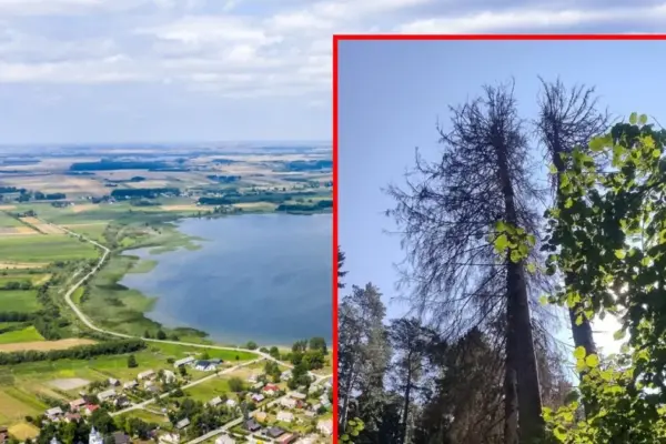 The Christmas tree that reached the Lithuanian record suddenly withered: a treacherous pest is suspected