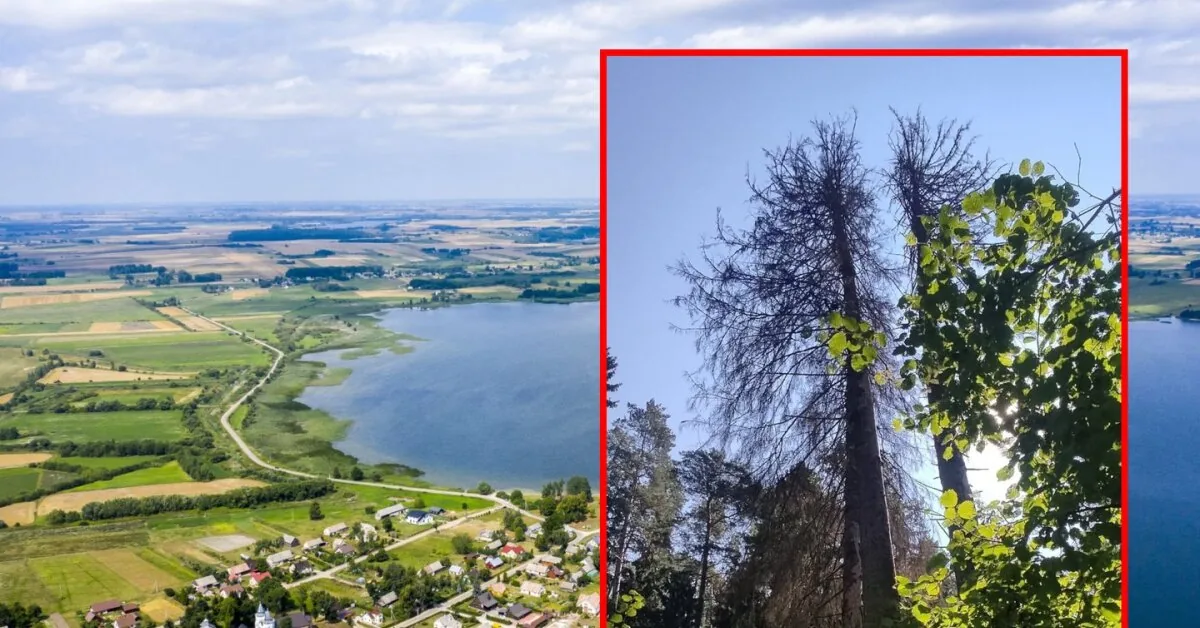 The Christmas tree that reached the Lithuanian record suddenly withered: a treacherous pest is suspected