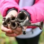 These mushrooms are like twins, but you cannot put both in one basket: a fine of up to 1000 euros is threatened