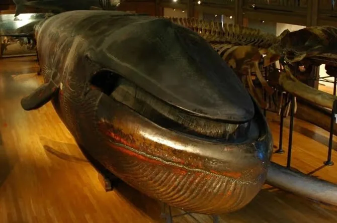 Photo by The Mirror / Whale in Swedish museum