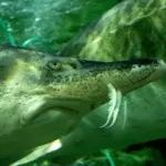 Scientists' conclusion surprised: these fish can live for more than 400 years