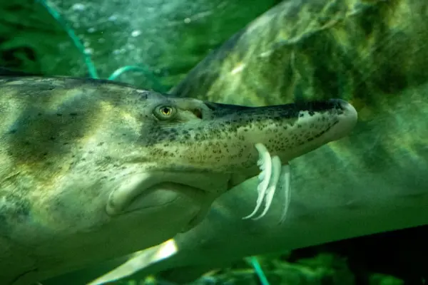 Scientists' conclusion surprised: these fish can live for more than 400 years
