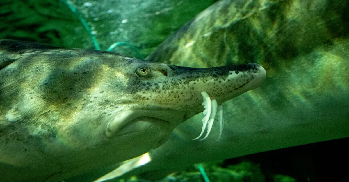 Scientists' conclusion surprised: these fish can live for more than 400 years