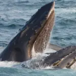 "Incredibly rare to witness such a moment in the ocean": a drone with a camera captured the moment when a humpback whale gave birth to a calf