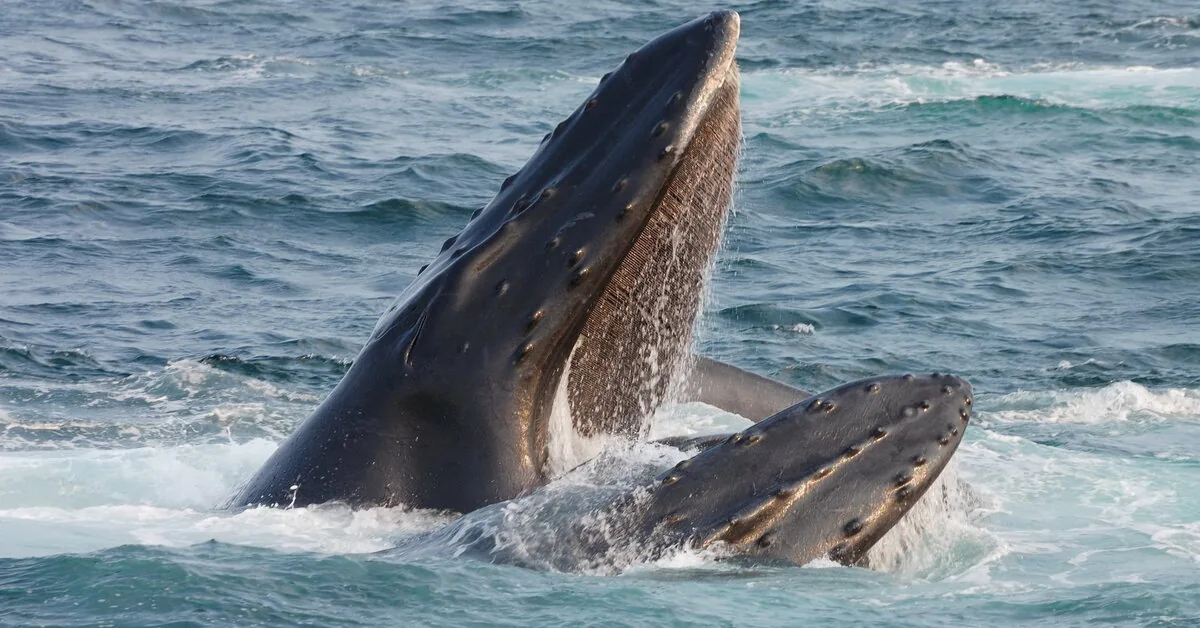 "Incredibly rare to witness such a moment in the ocean": a drone with a camera captured the moment when a humpback whale gave birth to a calf