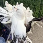 The ruler of the White Doves from Ukraine earns on Šventoji Street: here is what he offers