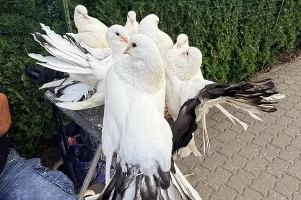 The ruler of the White Doves from Ukraine earns on Šventoji Street: here is what he offers