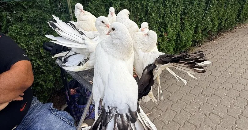 The ruler of the White Doves from Ukraine earns on Šventoji Street: here is what he offers