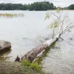 „Meteo LT“: storms of this scale are more frequent in Lithuania in autumn, tree foliage increased the damage this time