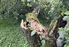 The storm devastated Gabrielis Liaudanskas-Svaras's homestead