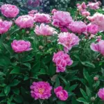Many make mistakes caring for peonies in summer: 4 tips for flowers to bloom impressively next year