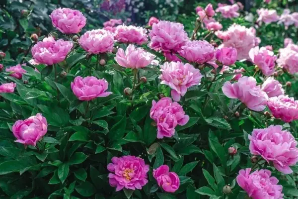 Many make mistakes caring for peonies in summer: 4 tips for flowers to bloom impressively next year