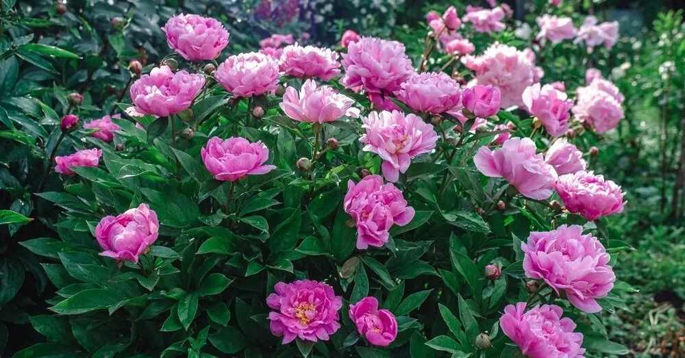 Many make mistakes caring for peonies in summer: 4 tips for flowers to bloom impressively next year
