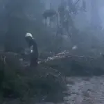 "Worked 12 hours": firefighters cleared roads of fallen trees all night