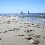 The coast is covered with jellyfish, specialists reassure about this phenomenon