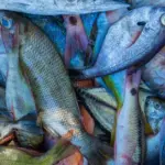 Hidden threat on the plate: experts named fish species with dangerous mercury levels