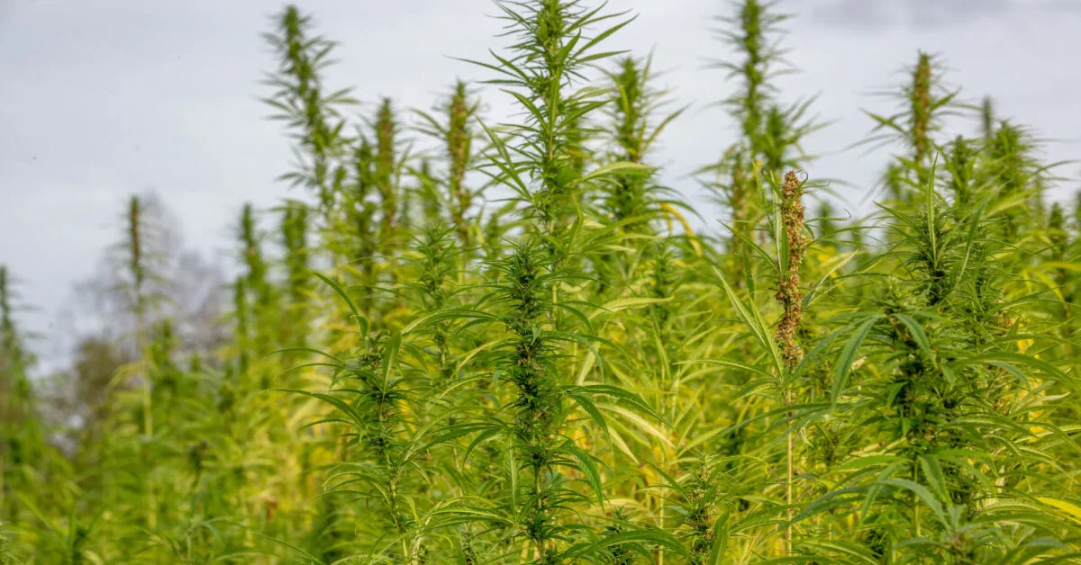 Two Klaipėda high school students sentenced to suspended imprisonment for cannabis theft and distribution