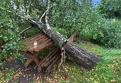 The storm toppled a huge birch in Kaišiadorys district