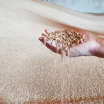 „Akola group“: grain quality is a bigger problem than rising prices
