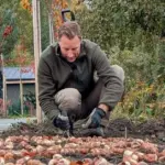 The beauty of spring flowers can be determined already in autumn: T. Gurskas urges to pay attention to the size of the flower bulb