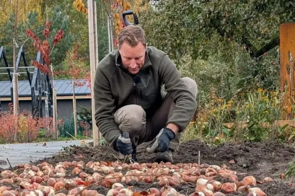 The beauty of spring flowers can be determined already in autumn: T. Gurskas urges to pay attention to the size of the flower bulb