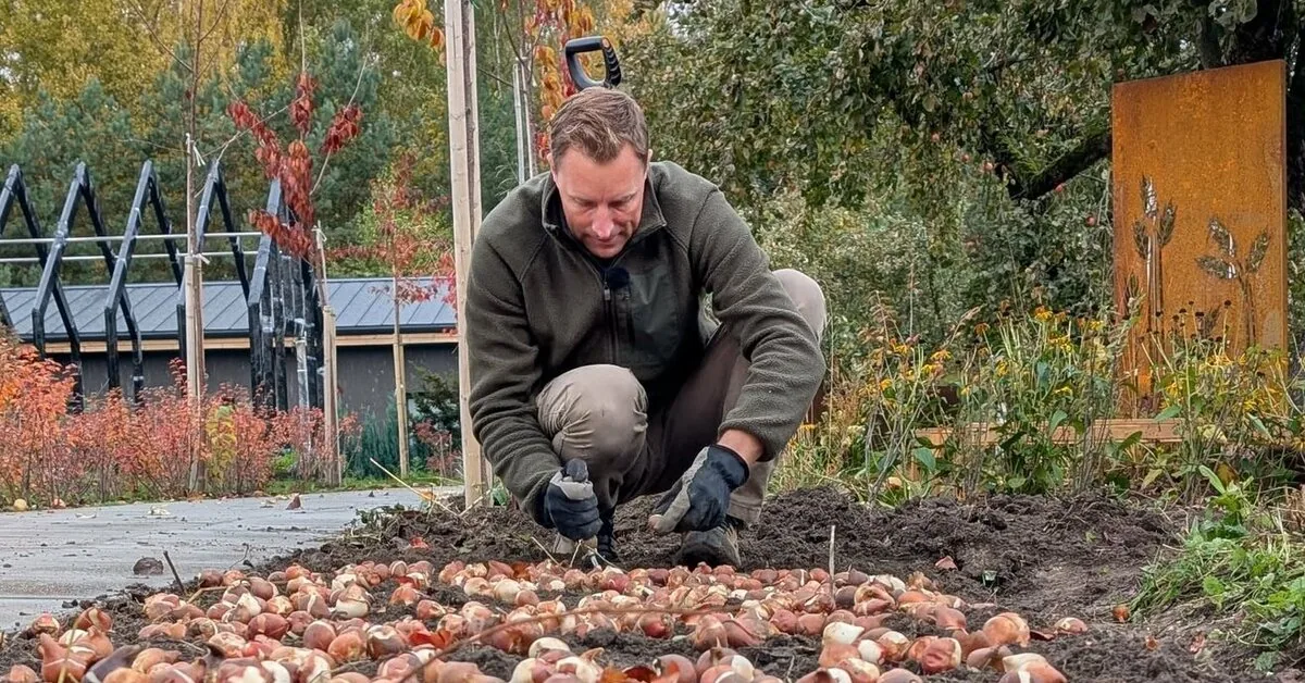 The beauty of spring flowers can be determined already in autumn: T. Gurskas urges to pay attention to the size of the flower bulb