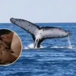 Sex scandal in the whale's belly: One of the strangest exhibits in the world in Sweden