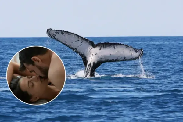 Sex scandal in the whale's belly: One of the strangest exhibits in the world in Sweden