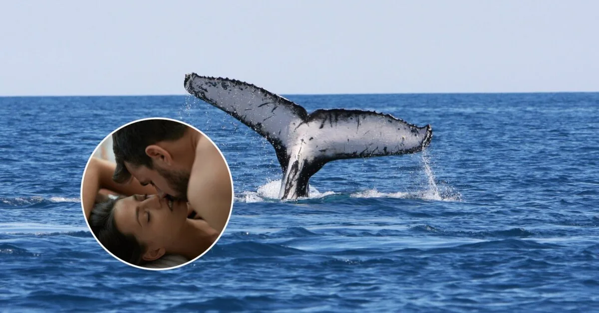 Sex scandal in the whale's belly: One of the strangest exhibits in the world in Sweden
