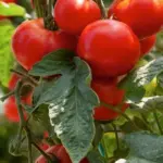 Gardeners remember them too late: 6 remedies for tomatoes in August