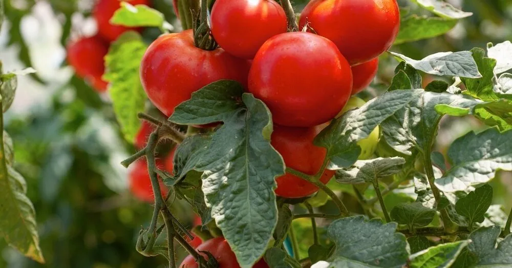 Gardeners remember them too late: 6 remedies for tomatoes in August