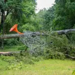 Vilnius district mayor on the scale of the storm: the biggest consequences – in two elderships