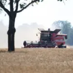 The grain harvest is underway: the yield is slightly better than average