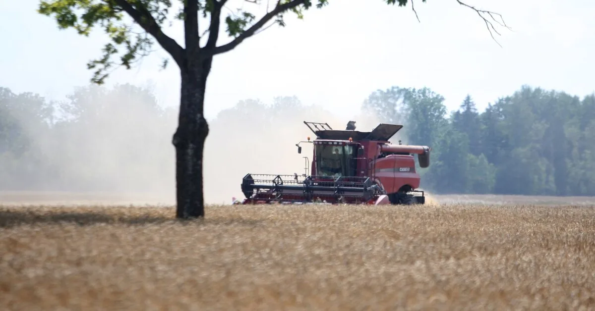 The grain harvest is underway: the yield is slightly better than average