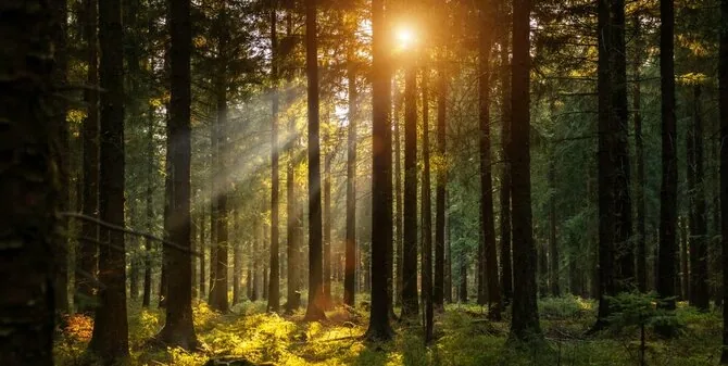 Shutterstock nuotr./Miškas
