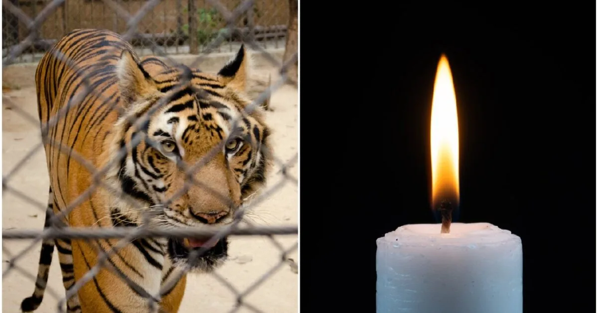 Nightmare in front of wife and daughter: 37-year-old man fatally mauled by a tiger at a US zoo