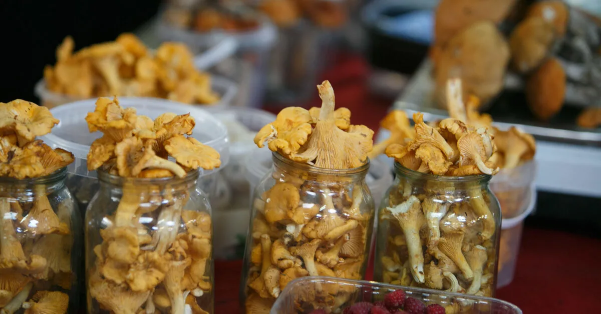Mushroom and berry buyers have good news