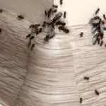 These 7 scents secretly attract pests in the home: some you don't even notice