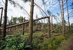 The storm caused a lot of damage in Druskininkai municipality