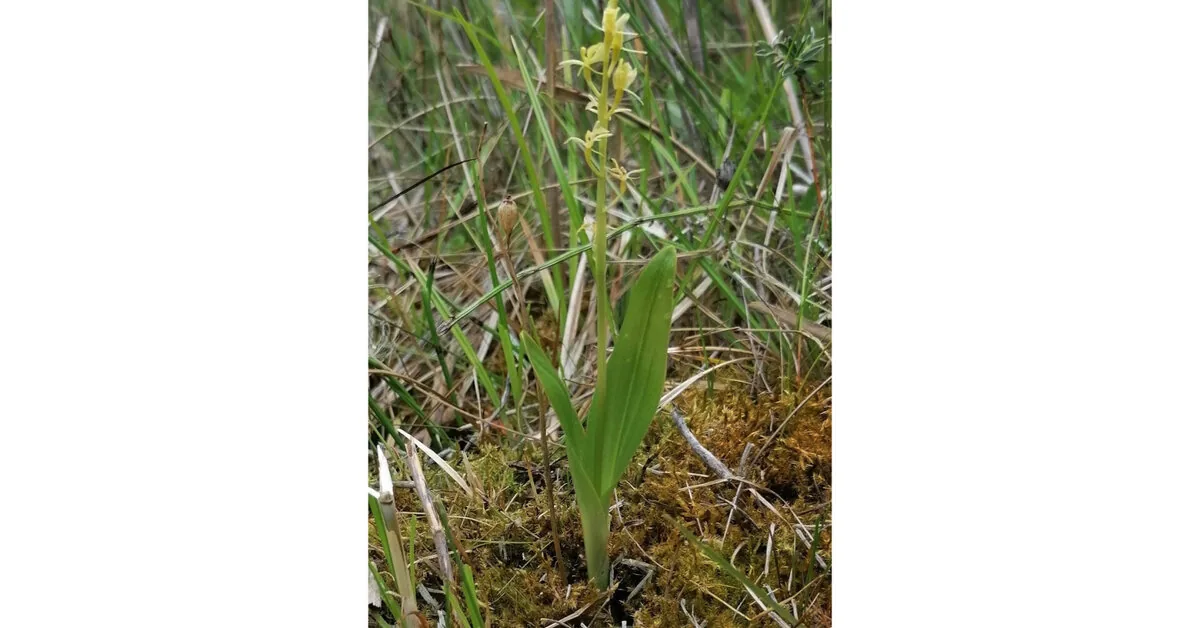 In the meadows of Šakeliškės, the aim is to preserve the fen meadows, the two-leaved mudwort, and the shining buttercup