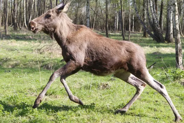 The Ministry of Environment proposes to shorten the hunting season for moose calves and extend it for females