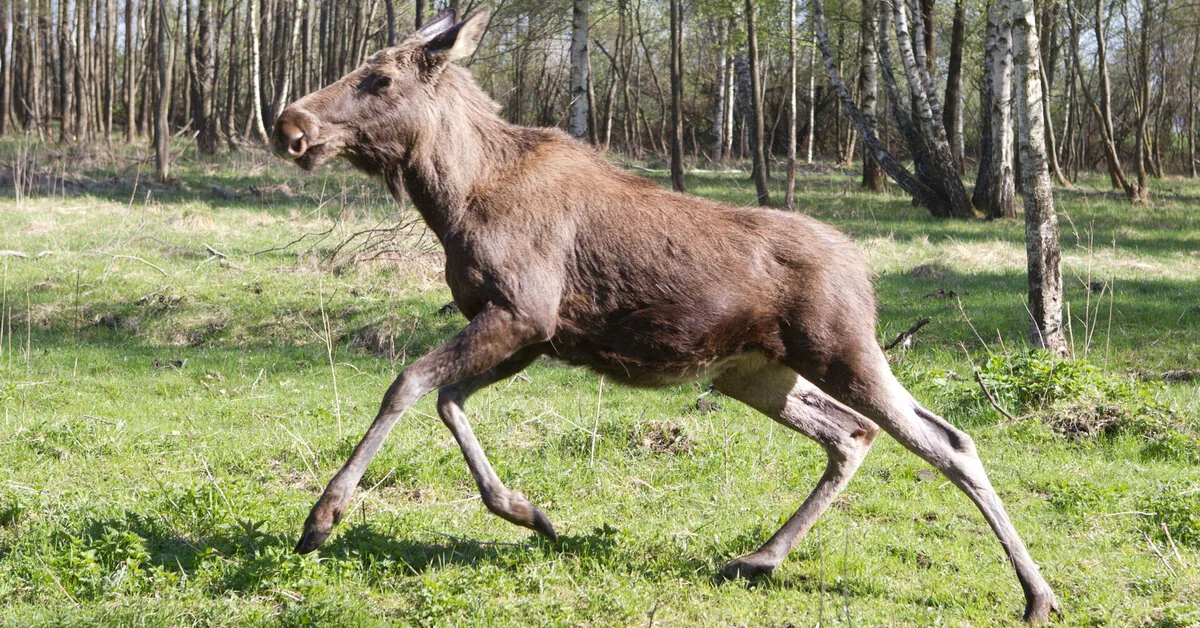 The Ministry of Environment proposes to shorten the hunting season for moose calves and extend it for females
