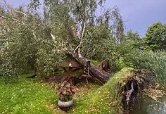 The storm toppled a huge birch in Kaišiadorys district