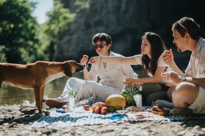 Shutterstock nuotr./Piknikas