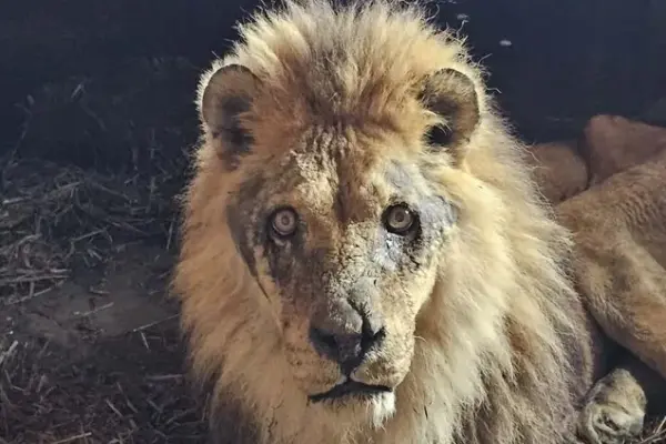 Zoo about the removed lion: "He was 20 years old," veterinarians have a verdict