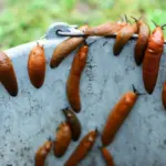 Compost turned into a slug paradise? An expert advises what to do and whether the compost is still suitable for use
