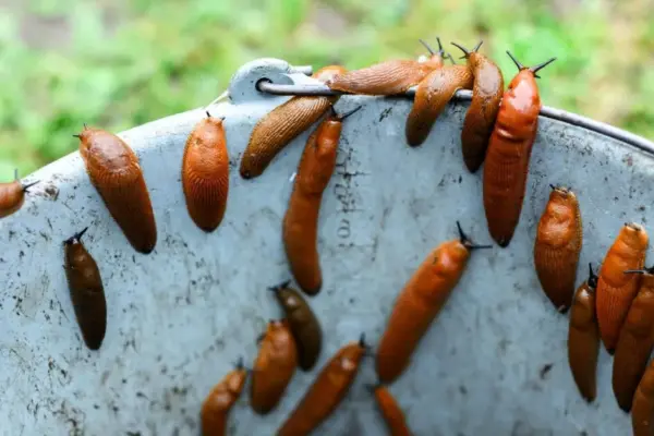 Compost turned into a slug paradise? An expert advises what to do and whether the compost is still suitable for use