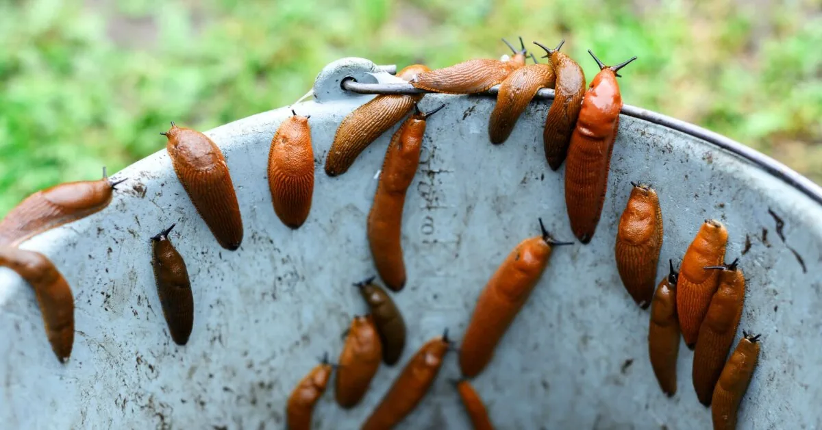 Compost turned into a slug paradise? An expert advises what to do and whether the compost is still suitable for use